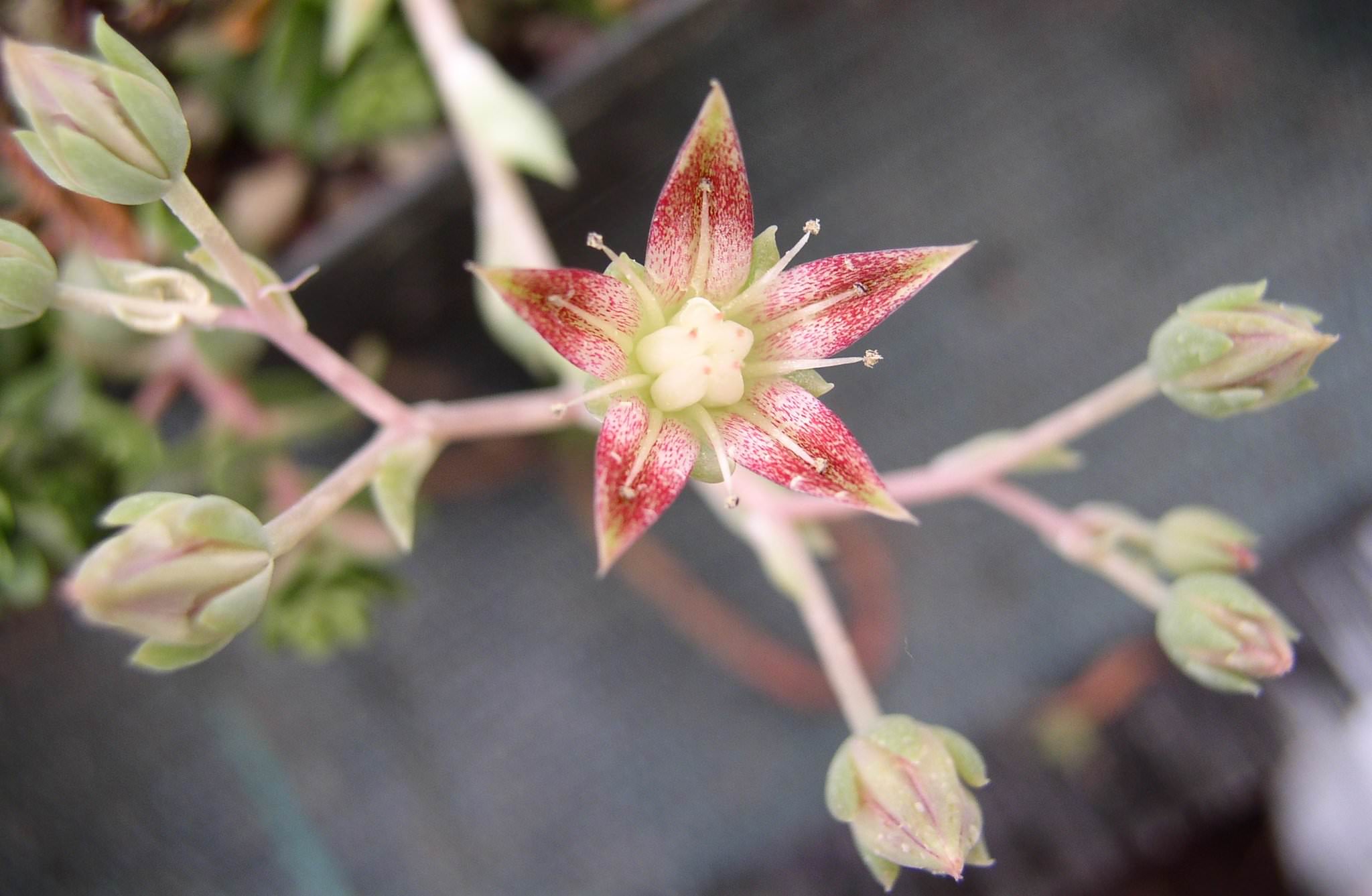 Graptopetalum macdougalli